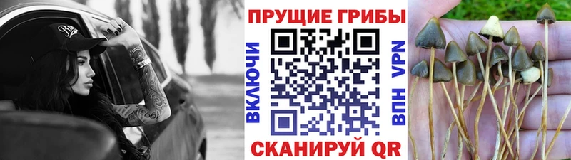 Купить  Нягань  Псилоцибиновые грибы ЛСД 